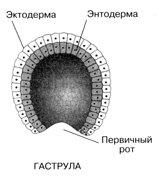 Эктодерма энтодерма мезодерма бластула гаструла