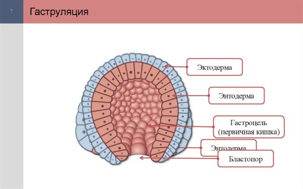 Гаструла эктодерма энтодерма мезодерма