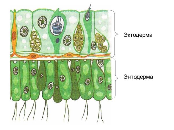 Нейрула стадия развития зародыша