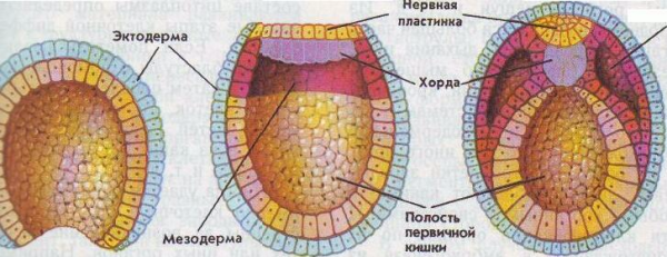 Зародышевые листки эктодерма энтодерма мезодерма