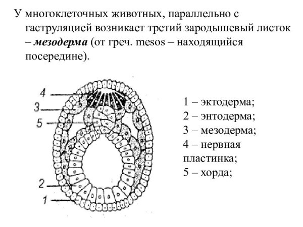 Эктодерма мезодерма энтодерма зародыша