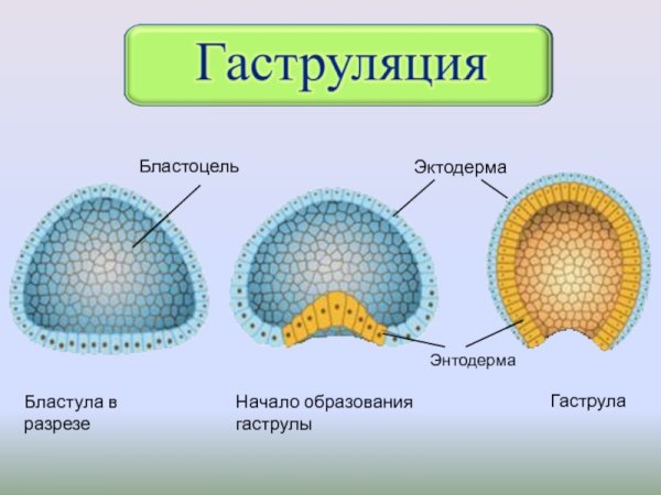Эктодерма энтодерма мезодерма бластула гаструла