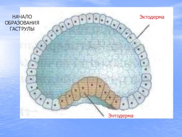 Наружный слой клеток гидры эктодерма