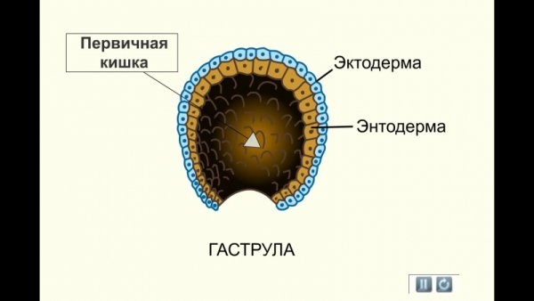 Клетки эктодермы и энтодермы
