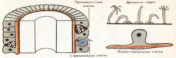 Бластула гаструла нейрула