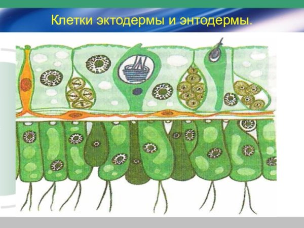 Гаструла ланцетника поперечный срез