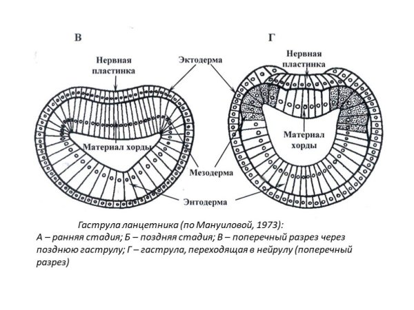 Строение энтодермы гидры