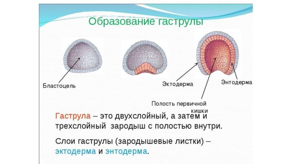 Зародышевая гаструляция в эмбриогенезе человека