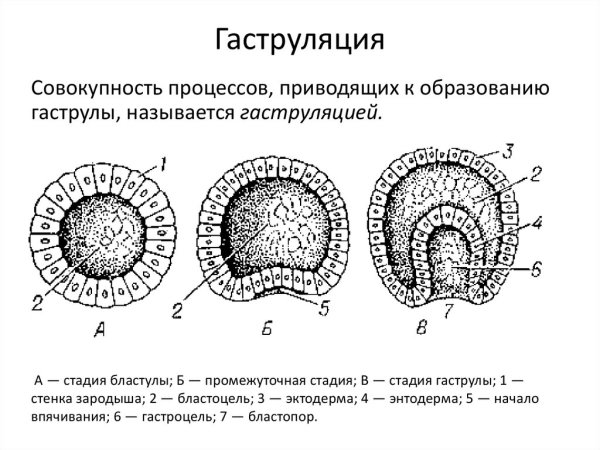 Клетки эктодермы и энтодермы гидры