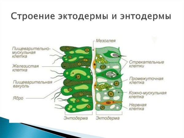 Строение внутреннего слоя клеток эктодермы гидры