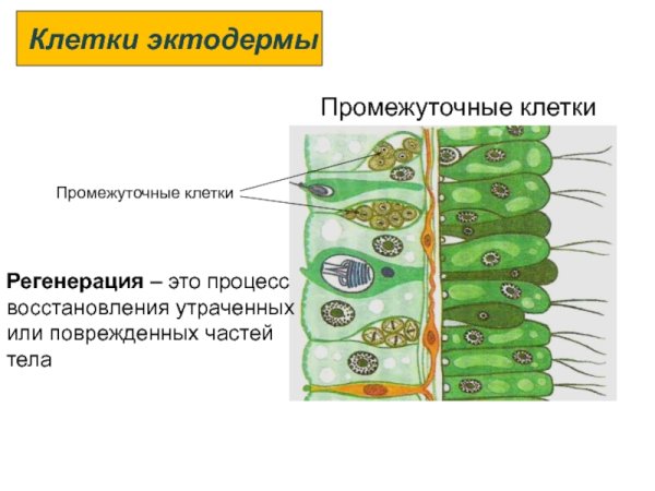 Строение эктодермы и энтодермы гидры