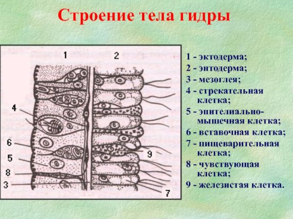 Гидра типы клеток энтодерма
