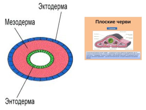 Клетки эктодермы кишечнополостных таблица
