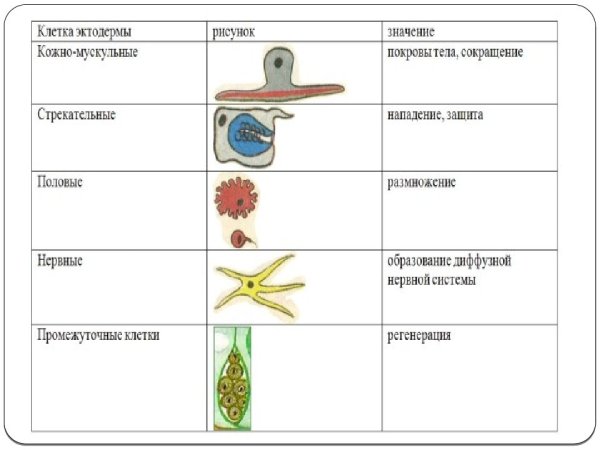 Внутреннее строение гидры пресноводной