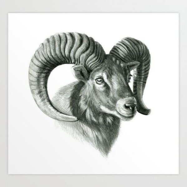 Баран эскиз