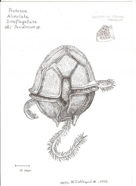 Биологические рисунки