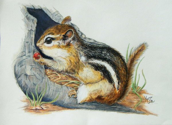 Снегирёв бурундук