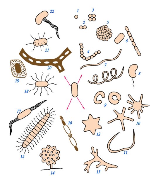 Царство бактерии форма бактериальных клеток