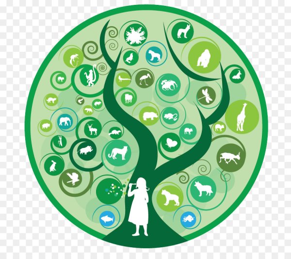 Биологическое разнообразие