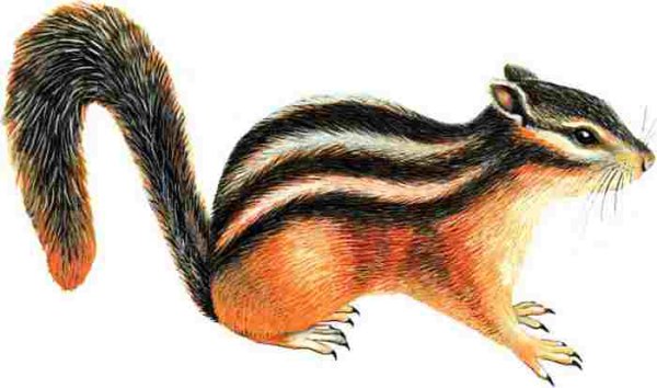 Бурундук на белом фоне