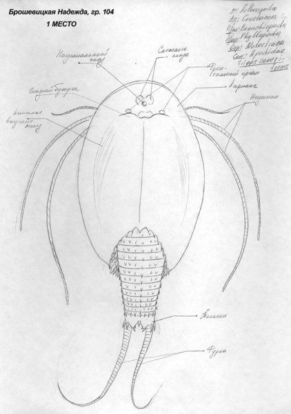 Биологический рисунок основные принципы
