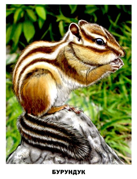 Бурундук рисунок