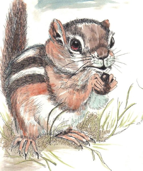 Бурундук рисунок