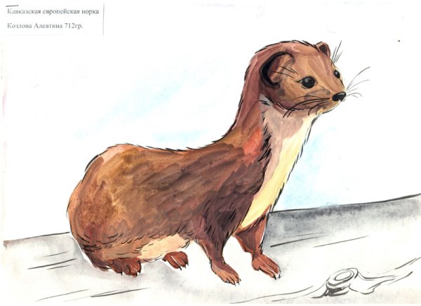 Рисуем норку