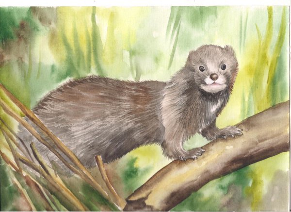 Европейская норка Mustela lutreola рисунок