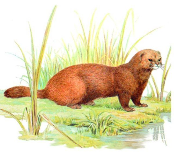 Европейская норка Mustela lutreola рисунок