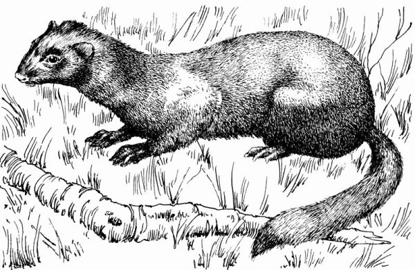 Европейская норка