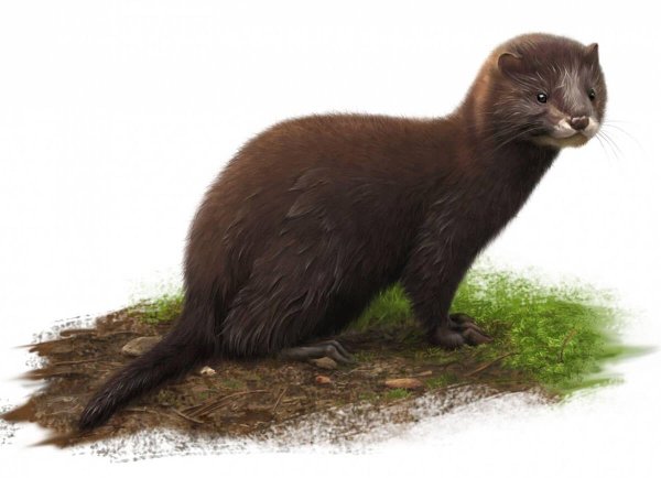 Кавказская европейская норка