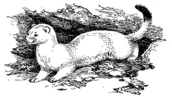 Микитов Соколов "горностай горностай