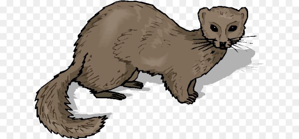 Клипарт норка на прозрачном фоне