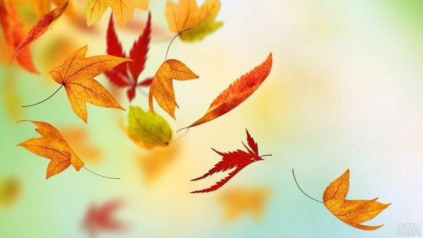 Падающие листья