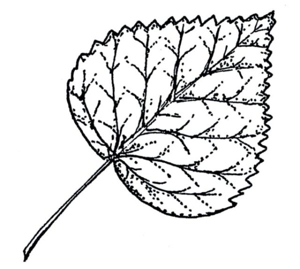 Лист осины раскраска