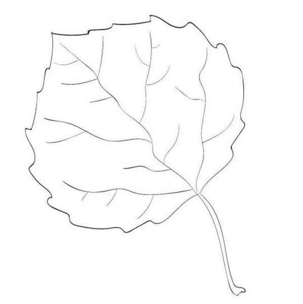 Осиновый лист рисунок карандашом
