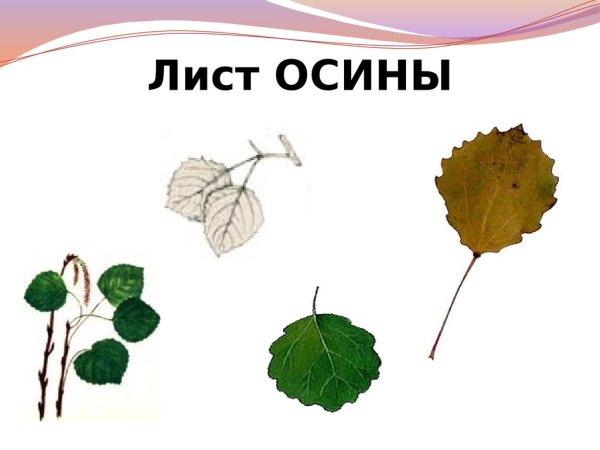 Лист березы раскраска