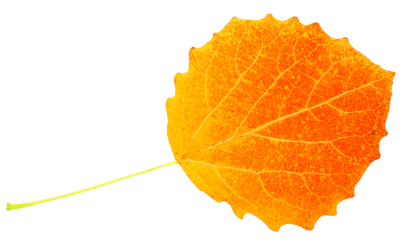 Лист осины для детей