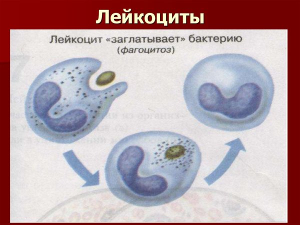 Лейкоциты лягушки рисунок строение
