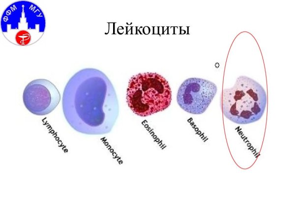 Строение различных видов лейкоцитов