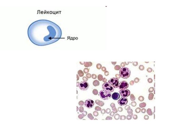 Клетки и ядро лейкоцита человека