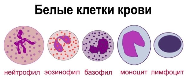 Клетки крови моноциты лимфоциты гранулоциты