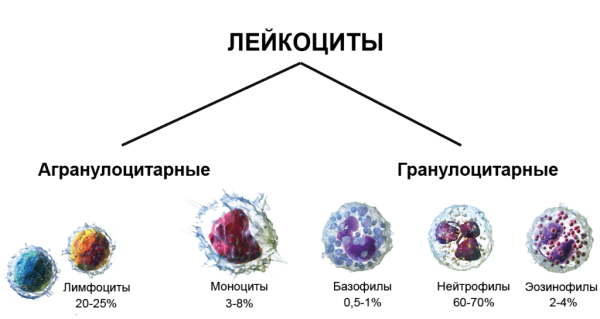 Строение разных видов лейкоцитов