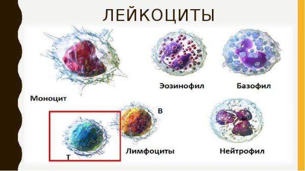 Лейкоциты схематичный рисунок