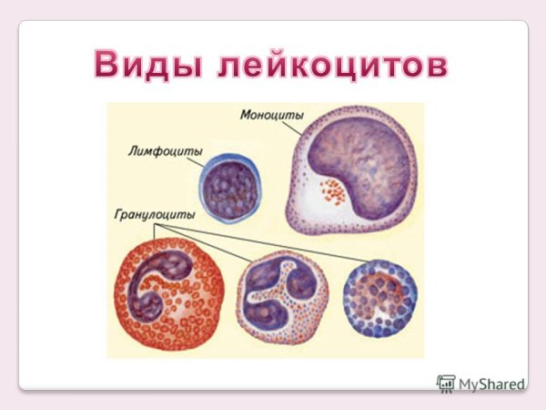 Лейкоцит в разрезе