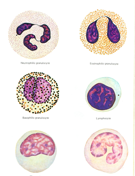 Моноциты в крови гистология