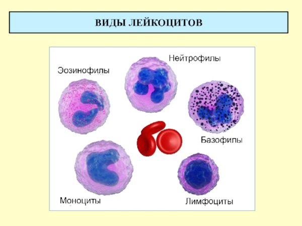 Лейкоциты крови нейтрофил эозинофилы базофилы