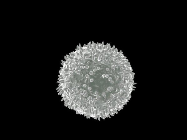 Лейкоциты картинки