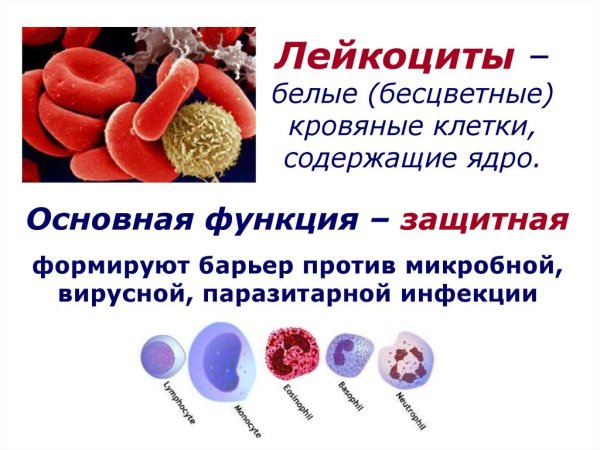 Как выглядят лейкоциты